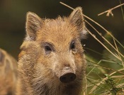 Afrikanische Schweinepest