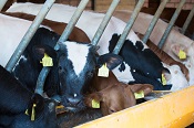 Les vaches suisses ne mangent presque que du fourrage suisse