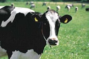 Klimakiller Kuh: Methanemissionen zu hoch bewertet