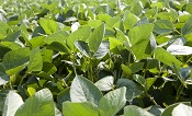 Le soja fourrager provient à plus de 90 % d'Europe