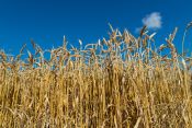 Promotion de la culture de blé fourrager